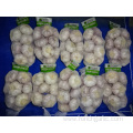 Normal White Garlic Crop 2019